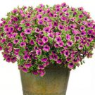 100 seeds Rare Picasso Petunia Flower Seeds, Professional Pack