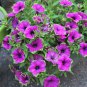 100 seeds Rare Picasso Petunia Flower Seeds, Professional Pack