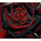 50 seeds Rare 'Fire Phoenix' Rose Tree Flower