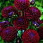 50 seeds Rare 'Fire Phoenix' Rose Tree Flower