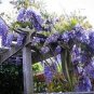 20 seeds rare sky Blue moon wisteria tree