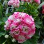 10 seeds Geranium Hydrangea-shaped peach pink and white colors Bonsai Flowers