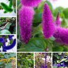 100 seeds Acalypha Hispida Chenille Plant Red-Hot Cattail Beautiful (color:Mixed)