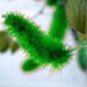 100 seeds Acalypha Hispida Chenille Plant Red-Hot Cattail Beautiful (color:Mixed)