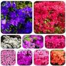 100 seeds Mixed Japanese azalea seeds (Rhododendron lateritium Planch)