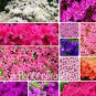 100 seeds Mixed Japanese azalea seeds (Rhododendron lateritium Planch)