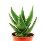 100 seeds China Aloe Vera Succulent Plant Rare Herbs Tree Mini Flower