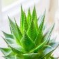 100 seeds China Aloe Vera Succulent Plant Rare Herbs Tree Mini Flower