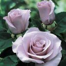 120 seeds Sterling Silver Rose Seeds Romantic Color Good Gift