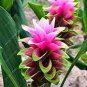 10 seeds Thailand Curcuma Seeds Siam Tulip
