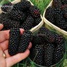 50 Seeds Natural DarK Black Mulberry