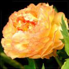 5 Seeds Golden Yellow Peony Tree Flower