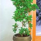 30 Seeds Synsepalum Dulcificum Fruit Seeds Red Fruits
