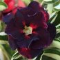 2 seeds Rare Brown Black Adenium Desert Rose with Fire Red Heart Flower