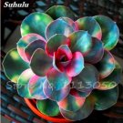 200 Seeds Echeveria Green Red Pink Yellow Colorful Succulent Plants