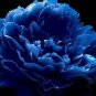 5 Seeds Rare 'Luo Yang' Dark Blue Tree Peony Flower Bonsai