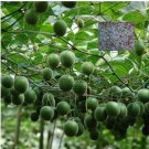 10 seeds Luo Han Guo Siraitia Grosvenorii Bonsai
