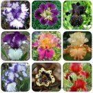 20 Seeds Rare Heirloom Iris Tectorum Perennial Flower Seeds, Professional Pack