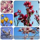 10 Seeds Chinese Red Yellow Pink White Yulan Magnolia denudata Fragrant lilytree