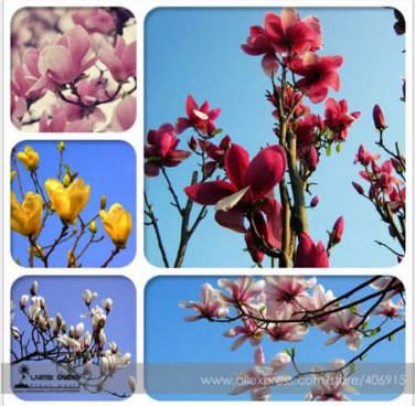 10 Seeds Chinese Red Yellow Pink White Yulan Magnolia denudata Fragrant lilytree