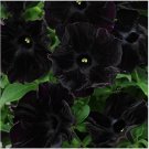 200 seeds Petunia Black 'Velvet' Bonsai Annnual Flowers