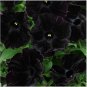 200 seeds Petunia Black 'Velvet' Bonsai Annnual Flowers
