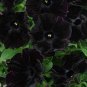 200 seeds Petunia Black 'Velvet' Bonsai Annnual Flowers
