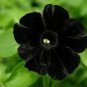 200 seeds Petunia Black 'Velvet' Bonsai Annnual Flowers