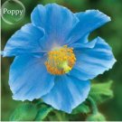 100 seeds Rare Blue Corn Iceland Poppy Annual Flowers