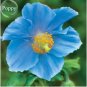 100 seeds Rare Blue Corn Iceland Poppy Annual Flowers
