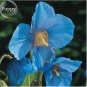 100 seeds Rare Blue Corn Iceland Poppy Annual Flowers