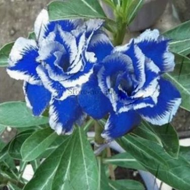 2 Seeds Rare Blue White Desert Rose Adenium, Professional Pack