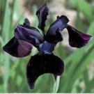 5 Seeds Siberian Iris Black Gold Iris Chrysographes Flower