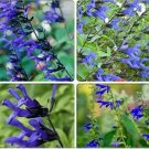 30 Seeds Black and Blue' Salvia guaranitica Sage Perennial