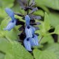 30 Seeds Black and Blue' Salvia guaranitica Sage Perennial
