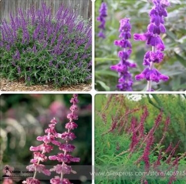 30 Seeds Salvia Leucantha Imported Mexican Bush Sage Pink Flower Seeds