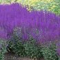 30 Seeds Salvia Leucantha Imported Mexican Bush Sage Pink Flower Seeds