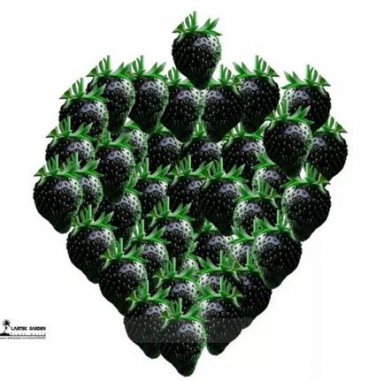 100 Seeds Rare Heirloom Super Black Strawberry Organic