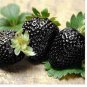 100 Seeds Rare Heirloom Super Black Strawberry Organic