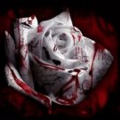 50 Seeds The Rarest White Blood Rose Plant Flower True
