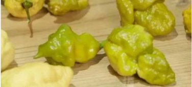 Pepper X 50 seeds