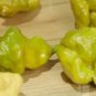 Pepper X 50 seeds