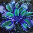 100 seeds Flytrap Bonsai S Garden Potted Blue Insectivorous Planteeds -