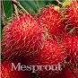 5 Seeds Rambutan Seed Red Fruits Malaysia Miracle Fruit