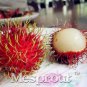 5 Seeds Rambutan Seed Red Fruits Malaysia Miracle Fruit
