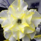 'Chizi' 2 Seeds Adenium Whitish Transparant Double Flowers with Yellow Stripes Desert Rose