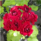 10 Seeds Diemierii Schafferi Zonal Geranium Red Pelargonium Flower