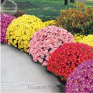 Rare500 Seeds Ground-cover Chrysanthemum (Yellow Pink Red Mixed Different Colors) Hardy