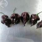 10 Seeds Pepper Hot Black Carolina Reaper Chili