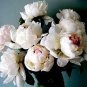50 seeds Peony Sorbet Robust Cream White Yellow Double Flowers